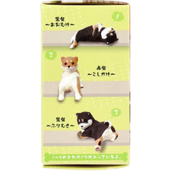 公仔 休憩中的柴犬（隨機1入）